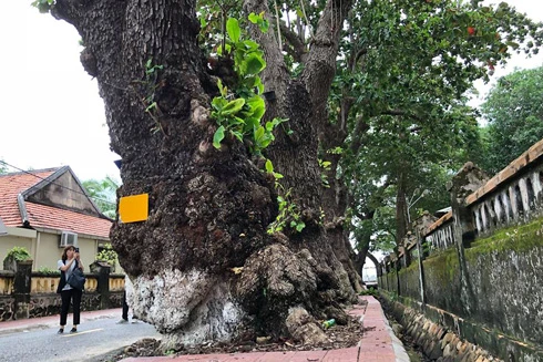 Ngắm những cây bàng "khổng lồ" hơn 100 năm tuổi quanh nhà tù Côn Đảo