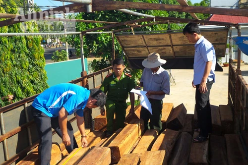 Phát hiện xe tải chở 16m3 gỗ lậu từ Gia Lai về Đắk Lắk