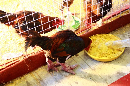 Đặc sản tiến vua gà Đông Tảo, cá Anh Vũ bạc triệu hút khách