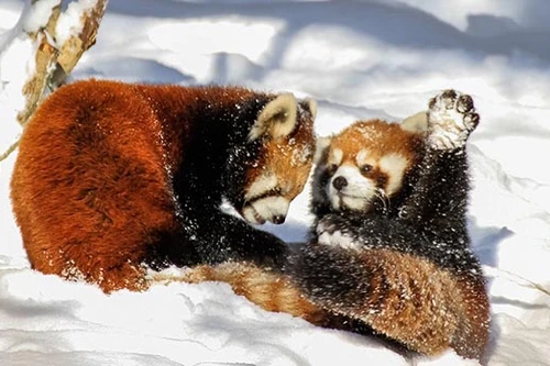 Những hình ảnh đáng yêu của loài gấu trúc đỏ cực kỳ quý hiếm