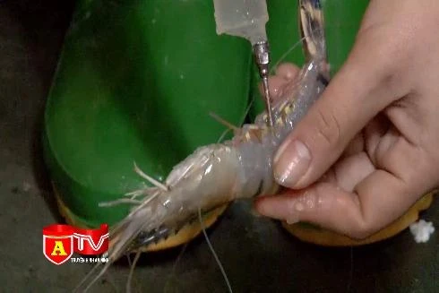 Thêm một cơ sở kinh doanh bơm tạp chất vào tôm chết bị phát hiện