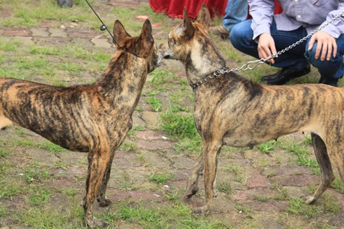 Xem "linh vật" của Phú Quốc trổ tài