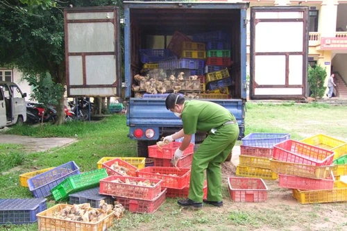 Bắt 2 vụ vận chuyển gia cầm giống nhập lậu 