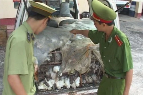 Đến lượt chim bồ câu Trung Quốc bị nhập lậu