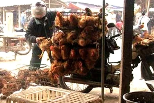 Bất chấp cúm H7N9, hàng nghìn gà vịt lậu vẫn tuồn từ TQ về VN