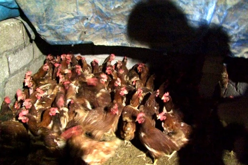  Tiêu huỷ gần 1,3 tấn gà thải loại nhập lậu