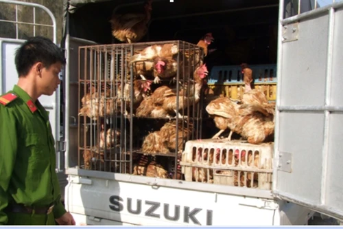 Lại bắt cả ôtô vận chuyển gà thải loại nhập lậu