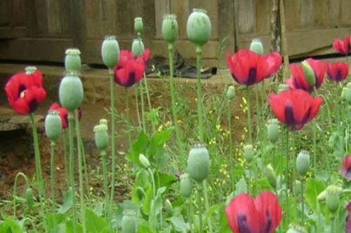 Xử lý nhiều hộ dân trồng cây thuốc phiện