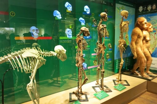 Tái hiện sự sống từ 4 tỷ năm qua "Tiến hoá sinh giới"