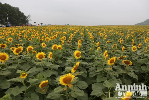 Đẹp ngỡ ngàng cánh đồng hoa hướng dương ở Nghệ An