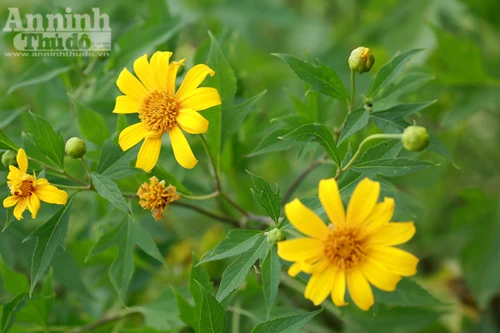 Ngỡ ngàng thảm hoa dã quỳ rực rỡ thủ đô Hà Nội