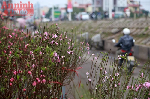 Hà Nội: Nghịch cảnh đào Tết... 