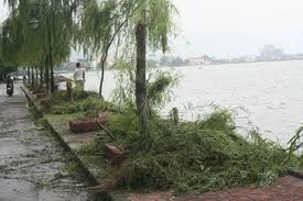 Tìm tung tích người đàn ông tử vong cạnh gốc cây