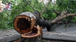 Bắt nhóm "sưa tặc" lái ô tô đi đốn cây