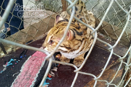 Ngang nhiên bày mèo rừng trước nhà hàng, “câu” khách