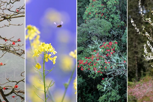 [ẢNH] Mê mẩn sắc hoa tháng Giêng nơi miền biên viễn