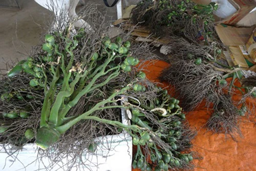 Thương lái Trung Quốc thu mua nông sản “lạ”: Làm rõ động cơ, mục đích để cảnh báo bà con