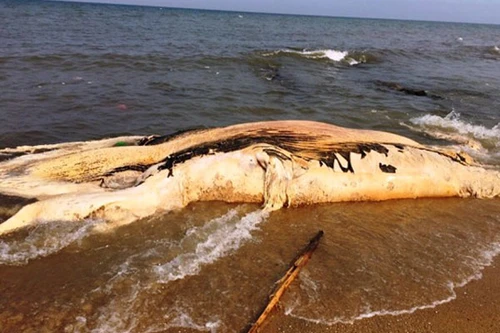 Xác cá voi khủng gần 5 tấn dạt vào bờ biển Quảng Bình