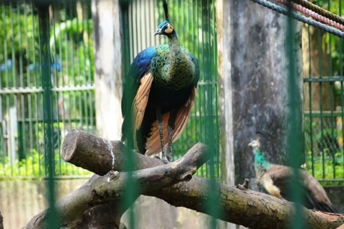 Sư thầy tức tốc vượt hàng trăm km lên TP. HCM xin nhận lại chim quý