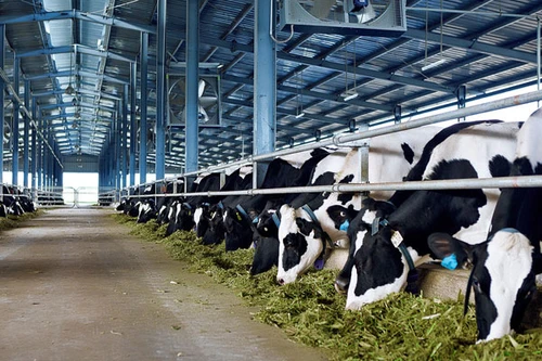 Đại gia ngành sữa với trang trại bò trải khắp Việt Nam