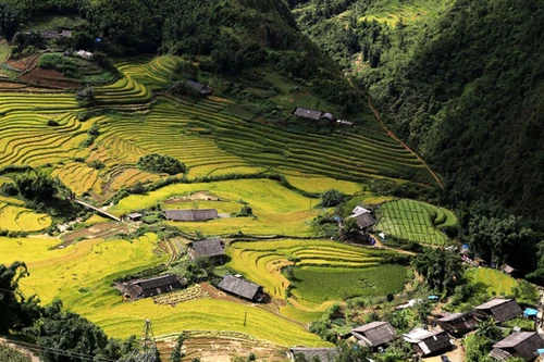 Cận cảnh mùa vàng rực rỡ tại thung lũng Mường Hoa