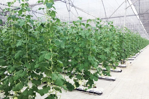 Vingroup ra mắt sản phẩm trái cây nhà kính đầu tiên