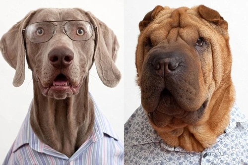 Khi chó mặc áo sơmi chụp ảnh thẻ như... người