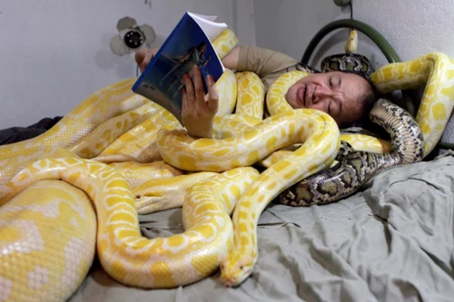 Không ngủ được nếu thiếu... rắn