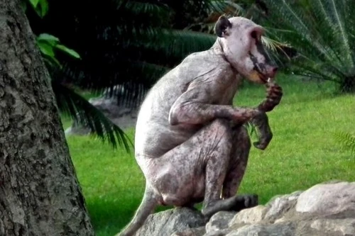 Kinh hãi loài khỉ trụi hết lông