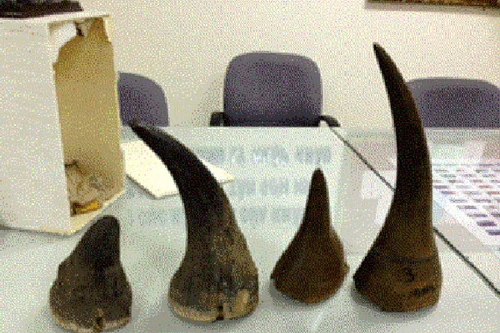 Phát hiện vụ vận chuyển sừng tê giác từ Thái Lan về Việt Nam