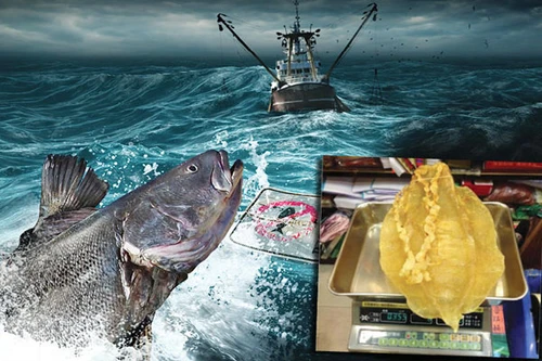 Tội phạm có tổ chức ở Mexico: Cá quý bán sang Trung Quốc đắt hơn ma túy