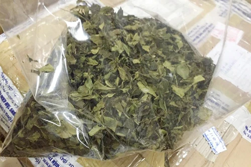 Lá "khát" có độc tố mạnh gấp 500 lần ma túy