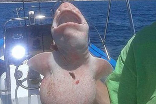 Bắt được "cá ngoài hành tinh" ở ngoài khơi biển Mexico