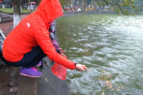Người Hà Nội đội mưa lạnh thả cá chép tiễn ông Công, ông Táo