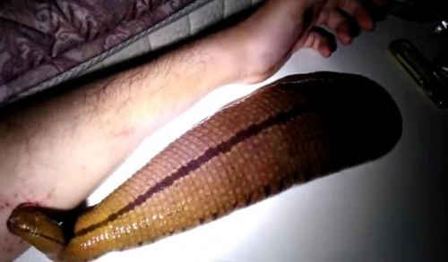 Phát sợ cảnh đỉa to như cánh tay, hút máu chủ