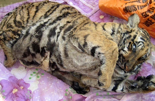 “Lùa” hổ xuống đường, chặn xe cảnh sát