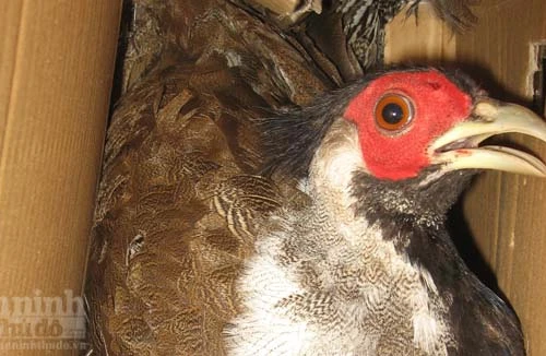 Bị bắt vì "mê" gà lôi trắng