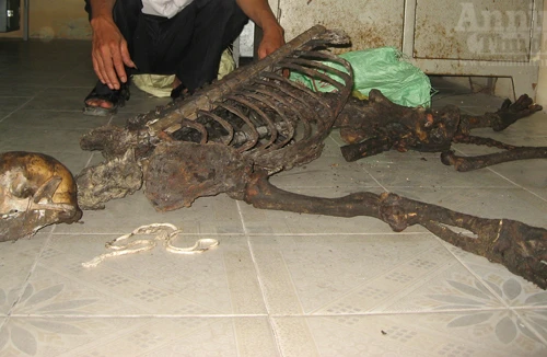 “Tiểu xảo” hô biến xương gấu… thành xương hổ