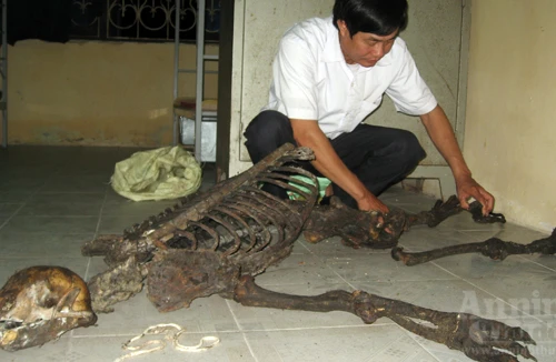 Bí mật đằng sau bộ xương mầu đen