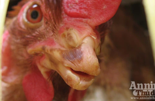 "Gà ngủ gật" hối hả "phục vụ" Tết 