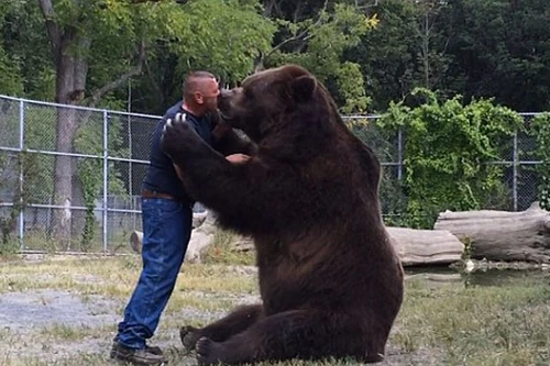 Sửng sốt xem gấu khổng lồ âu yếm con người