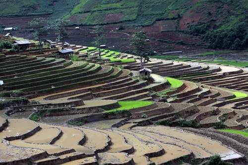 Mùa khắc tạc nấc thang núi trên đỉnh Khau Phạ