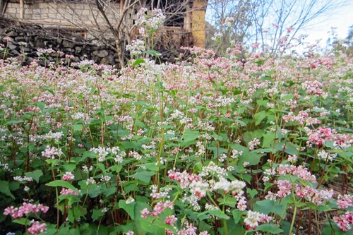 Trải nghiệm nhịp sống trên cao nguyên đá tháng mười