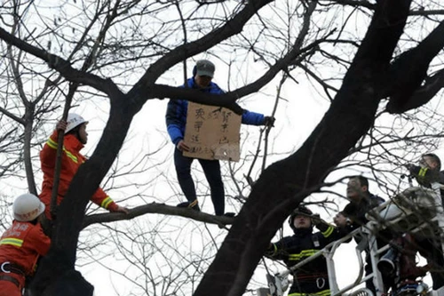 Trèo lên cây rao bán thận