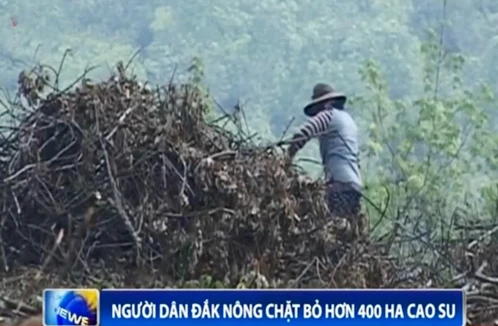Người dân Đăk Nông chặt bỏ hơn 400 ha cao su