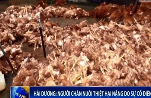 Trên 7000 con gà chết do nguồn điện đảo pha, ai chịu trách nhiệm?