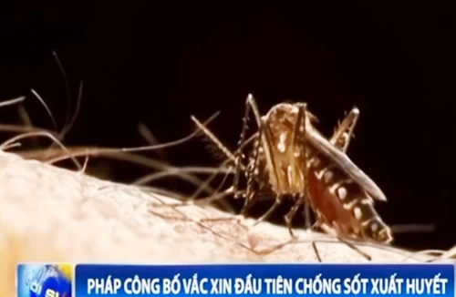 Pháp công bố vắc xin đầu tiên chống sốt xuất huyết
