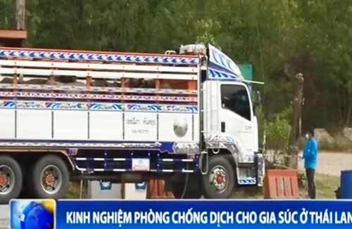 Kinh nghiệm phòng chống dịch cho gia súc ở Thái Lan
