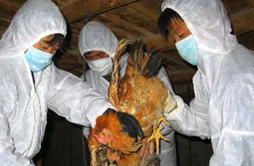 Lo dịch bệnh đầu xuân 