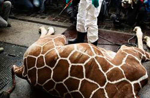 Vườn thú xẻ thịt hươu trước mặt trẻ em